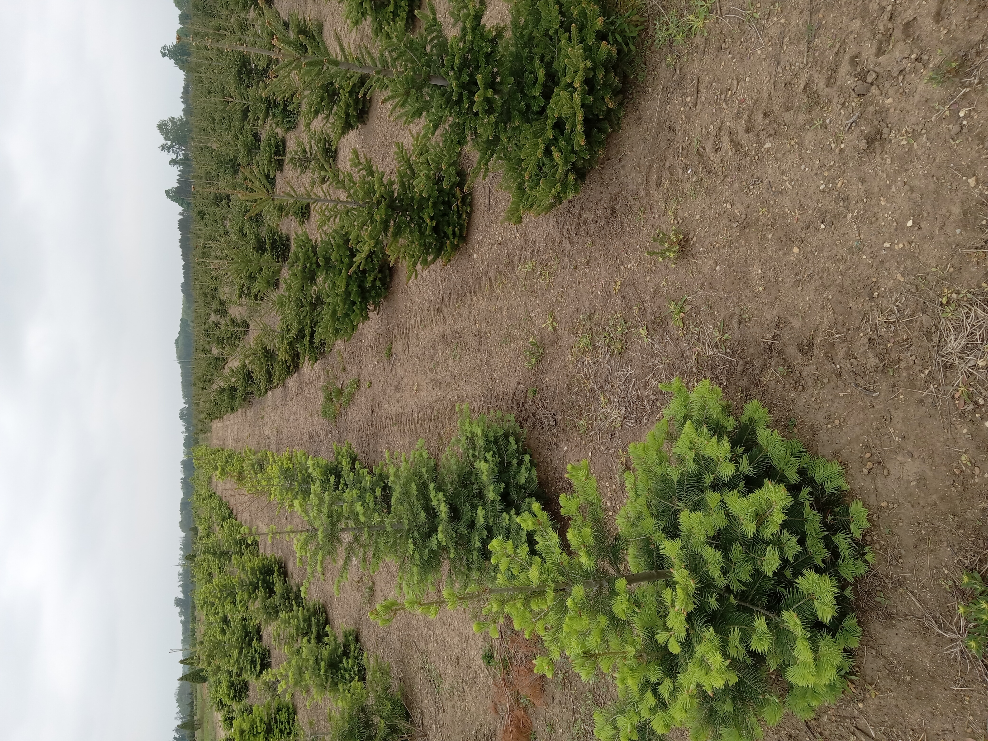 Christmas tree field.